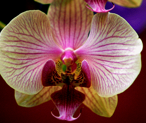 kitty cymbal orchid