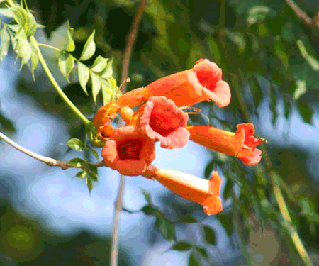 animation of obsessive compulsive hummingbird