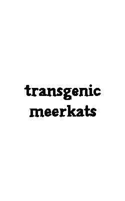 transgenic meerkats